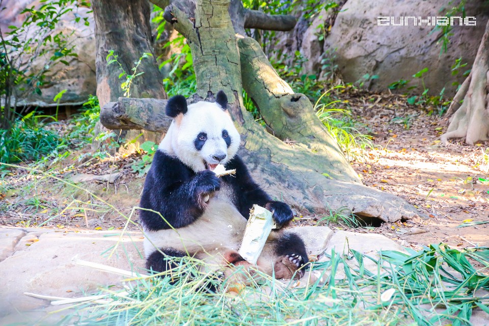 长隆野生动物园开车进去攻略,长隆野生动物园南门步行攻略