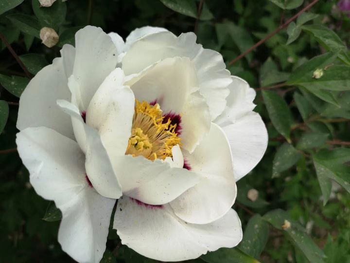 和平牡丹映新城