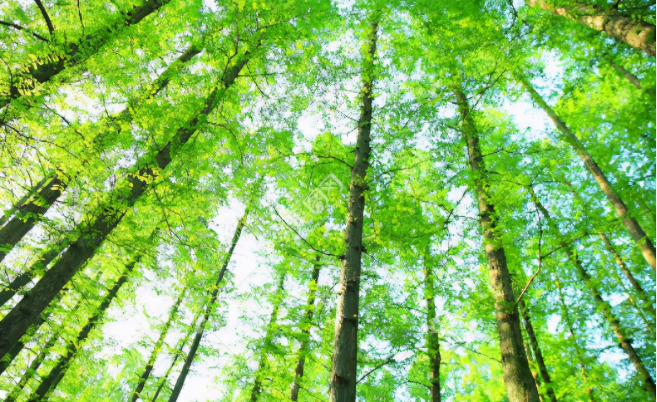 金迪国际房门卖点,金迪国际房门实体店效果图