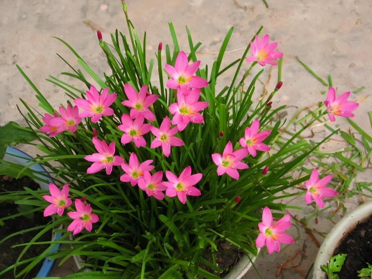 五月养兰要注意哪些,五月养兰花方法