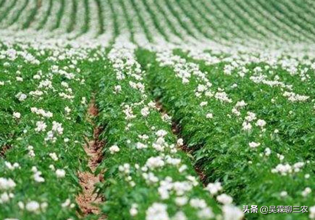 入窖后温度变化及应对,粮食入窖温度高低有什么作用