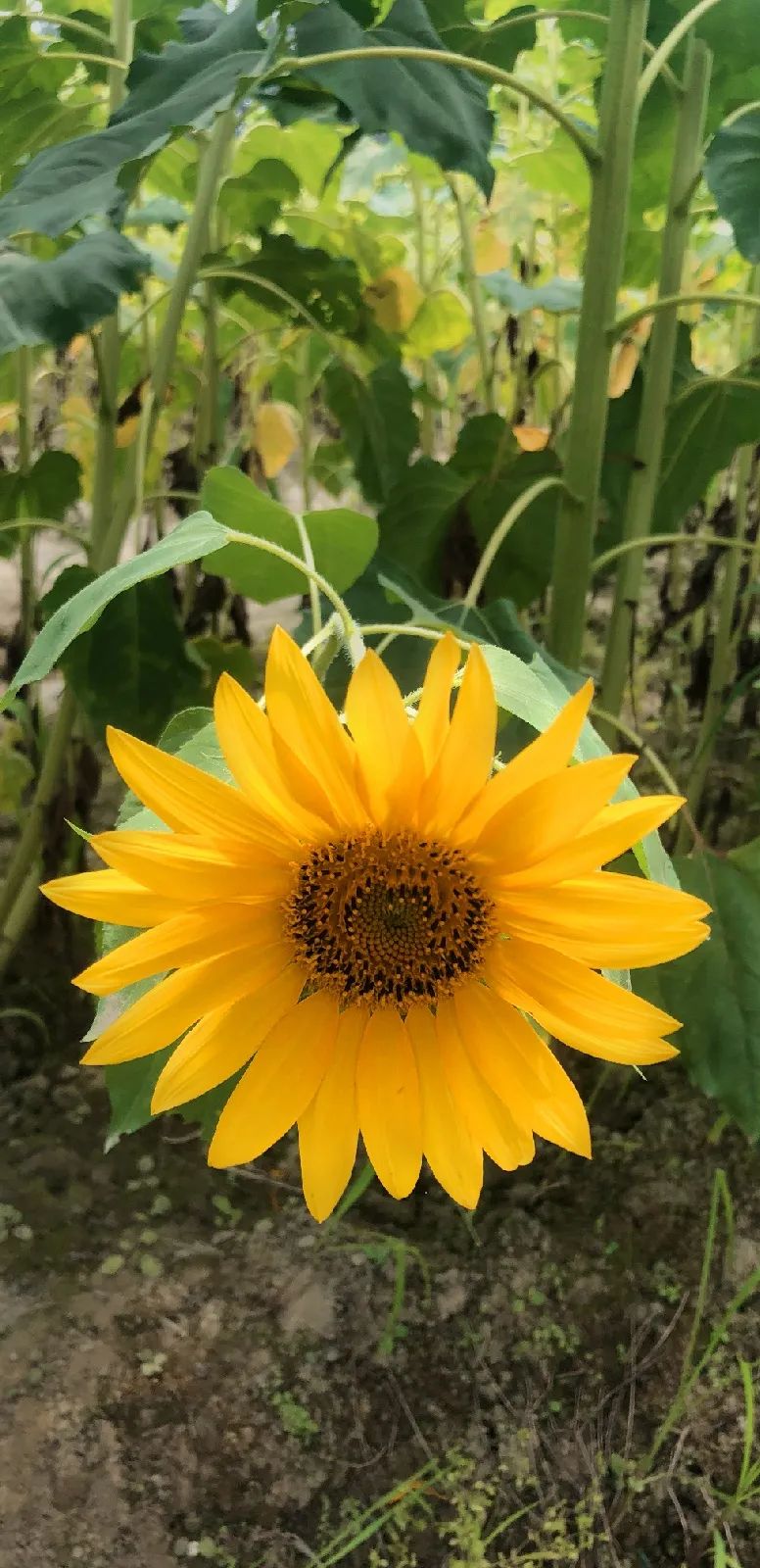 向日葵花海景点成都双流,双流周边向日葵景区在哪里