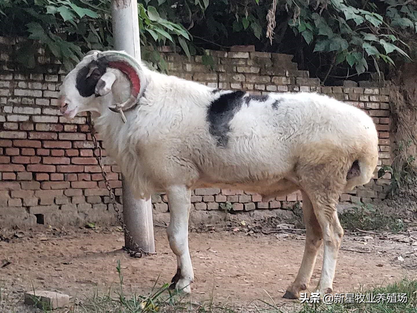 农村个人-种工公羊怎么选择，对头退役的当种羊的优缺点在哪