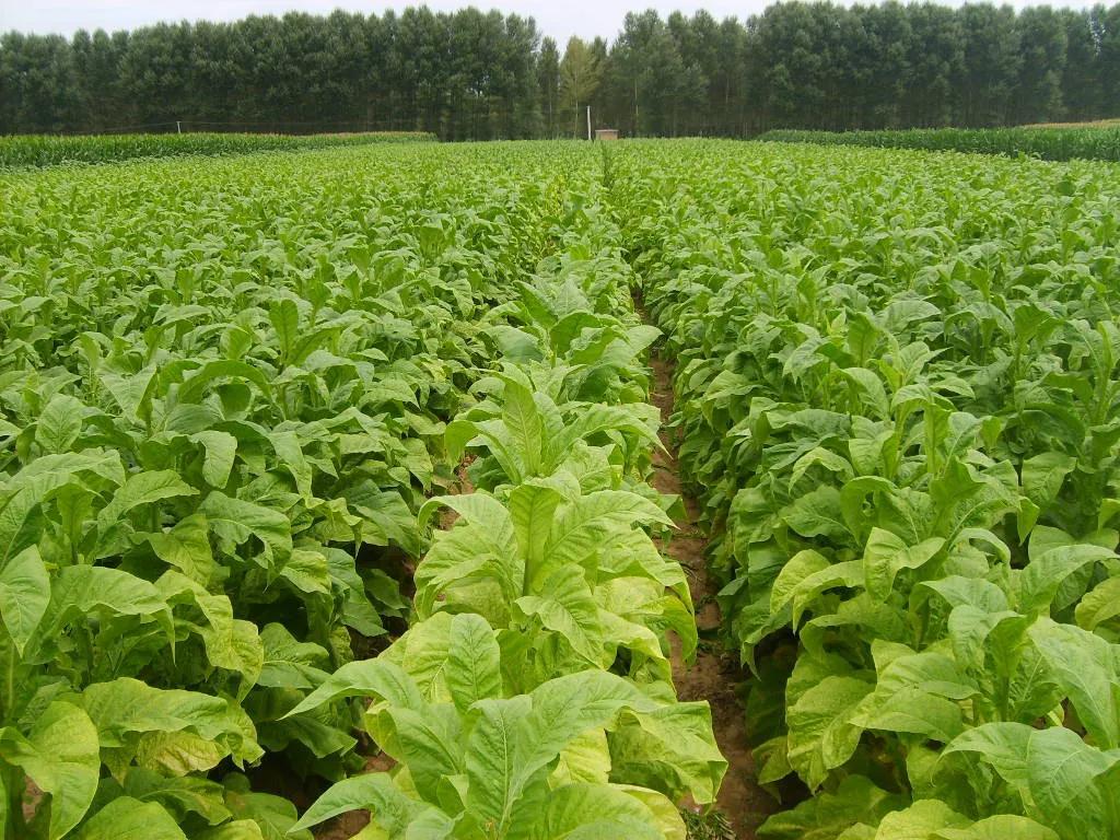 许昌人民是如何反抗英美*草烟**公司的压榨和掠夺的？