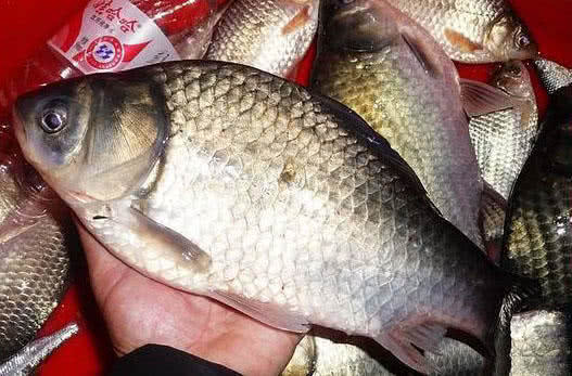 白鲫是白甲鲫鱼吗,白鲫钓大鲫鱼视频