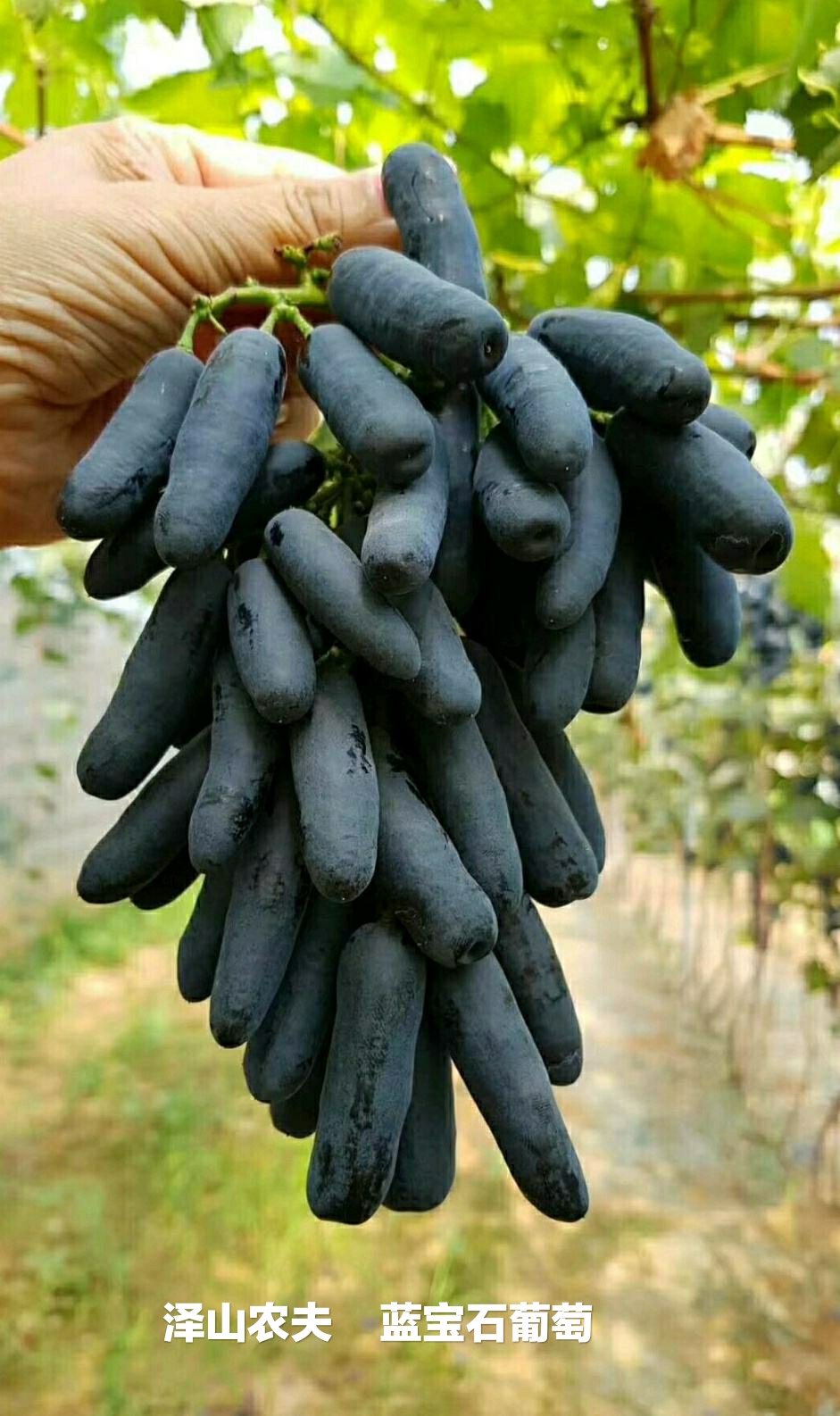 氮、磷、钾—对果树大樱桃的重要性,你用对了吗?