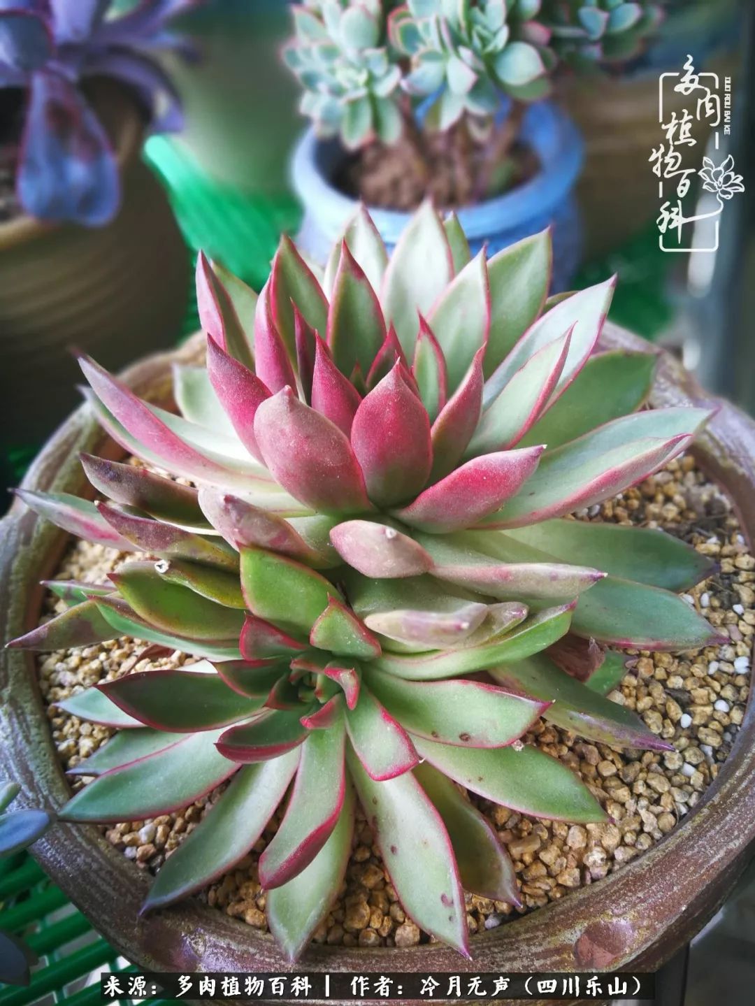 时光见证多肉故事,关于多肉的故事