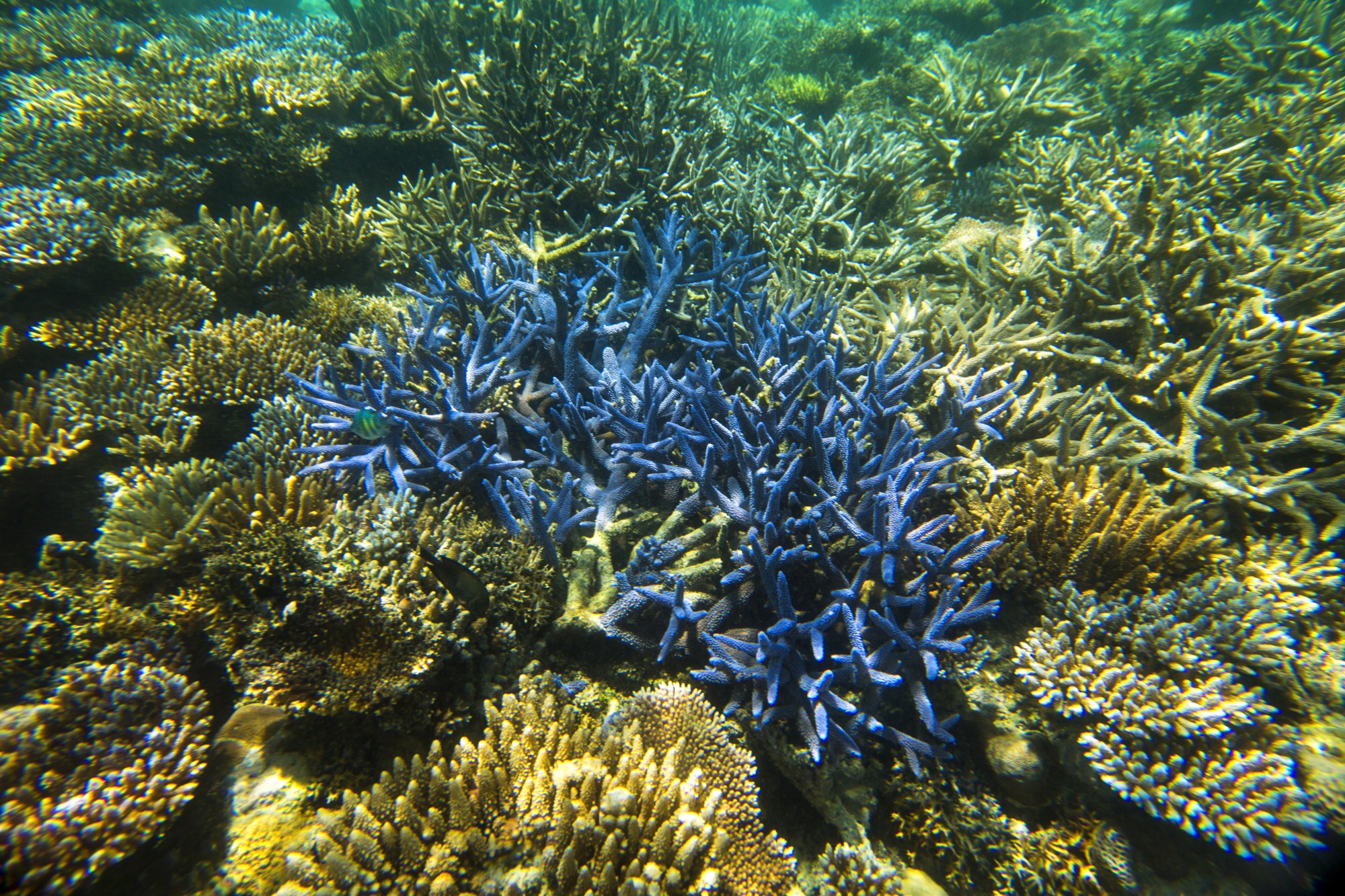 一定是特别的缘分——帕劳，再遇见「周若雪Patty」·上