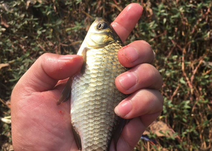 钓鱼不得不知的天然小药,冬季穿透力最强的钓鱼小药