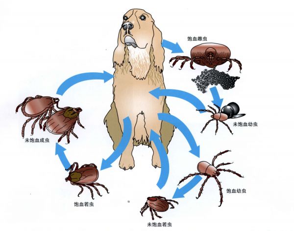 猫咪用博来恩外驱后多久才能舔毛,博来恩和拜耳内驱可以同时用吗