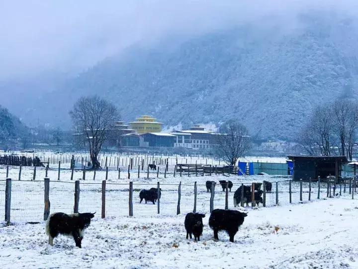 林芝十一月攻略,十月份林芝自驾旅游攻略
