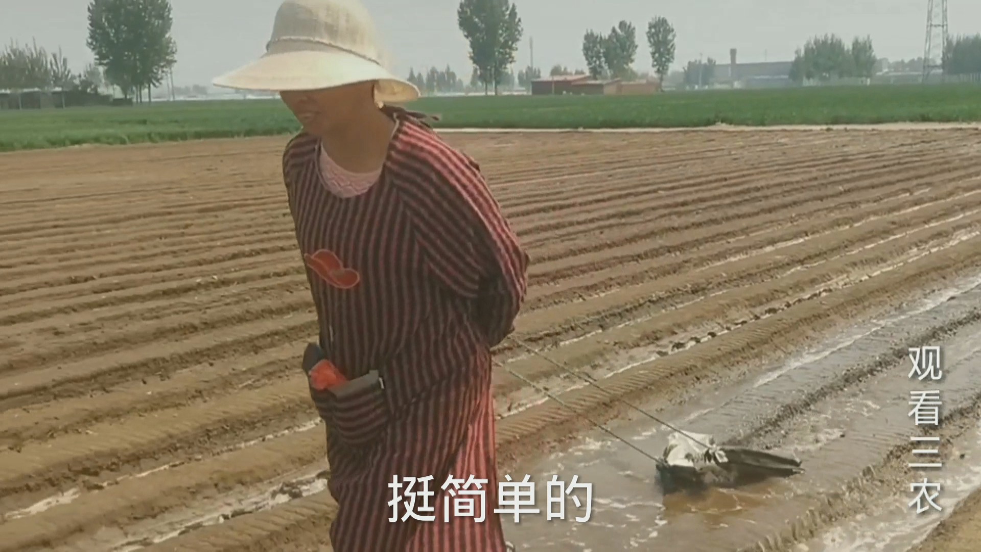 大姜下雨后怎么种植呢视频,种植大姜的正确方法和步骤