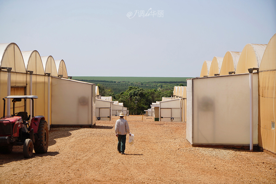 巴西像内马尔的人,巴西像