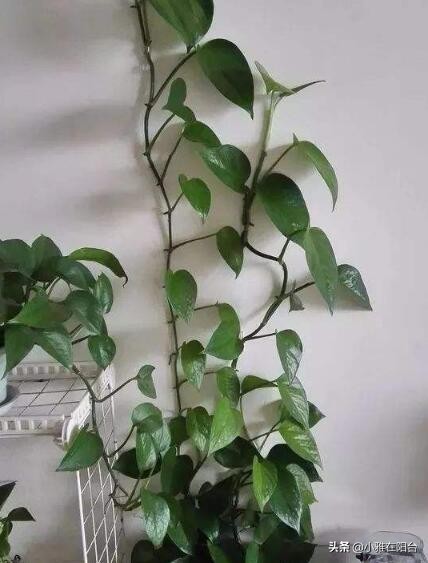 绿萝叶子发黄多久浇次水,绿萝叶子蔫了变软发黑是什么原因