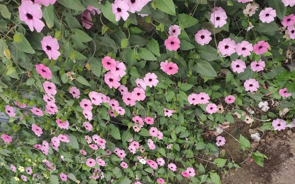 5种花是“爬墙高手”,多见光,别缺水,半年长成“花瀑布”