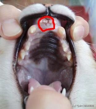 辟谣猫咪并非黑夜都能看得清,猫咪辟谣