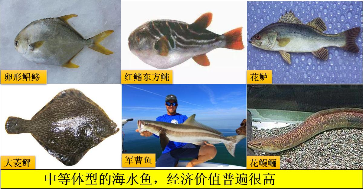 养殖鱼怎么样,养殖的鱼怎么才能繁殖