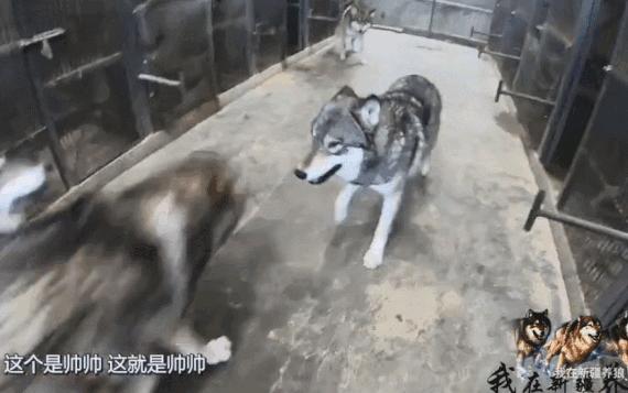 哈士奇养成狼,狼被养成了哈士奇