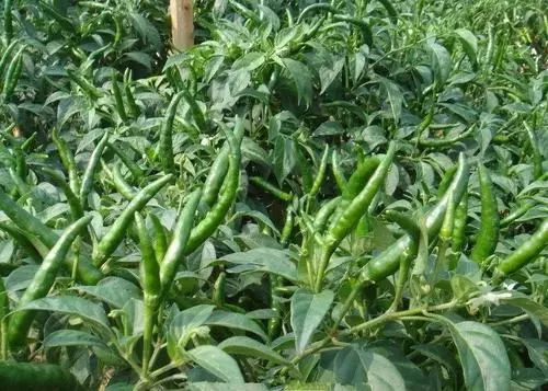 磷酸二氢钾在作物上怎样使用 (磷酸二氢钾的使用范围和方法)