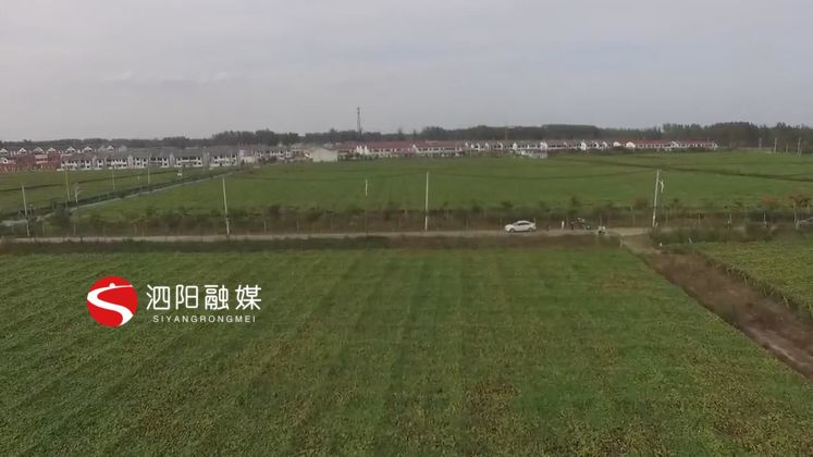 小小瓜蒌致富大产业,泗阳瓜蒌