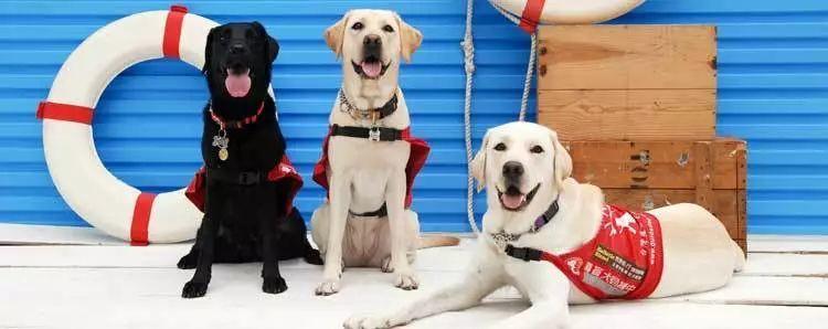 狗狗品种的分类你都了解吗,狗狗哪个品种当宠物狗更好