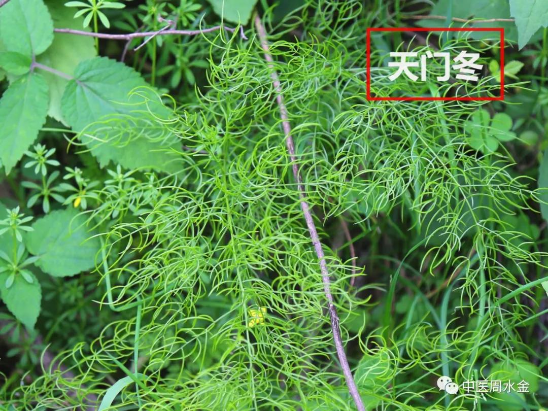 品味本草之美（第一季）