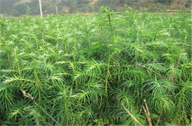 杉木有虫怎么防治,杉木虫害图片