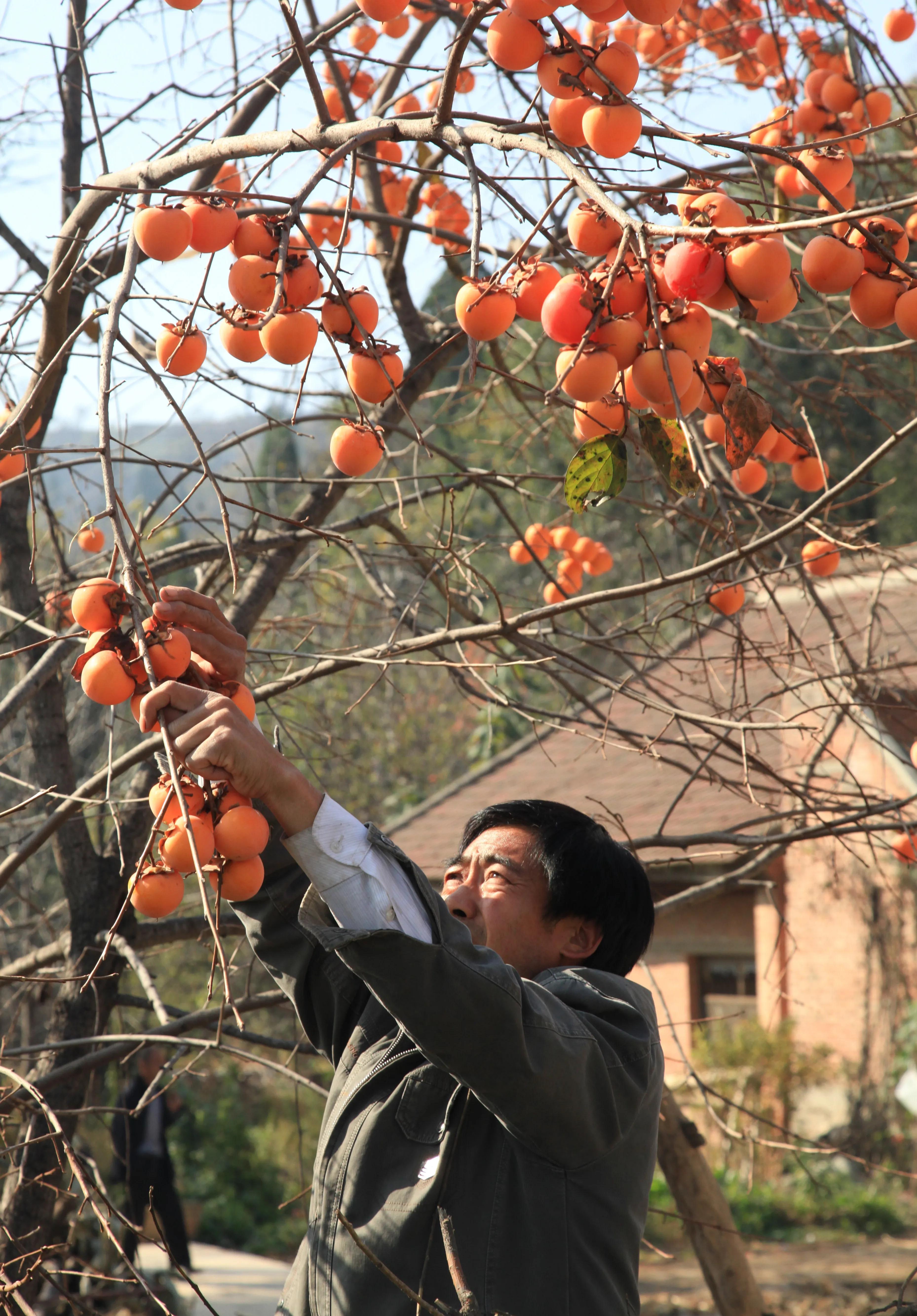 渭南市临渭区：长寿原上一滴醋（组图）