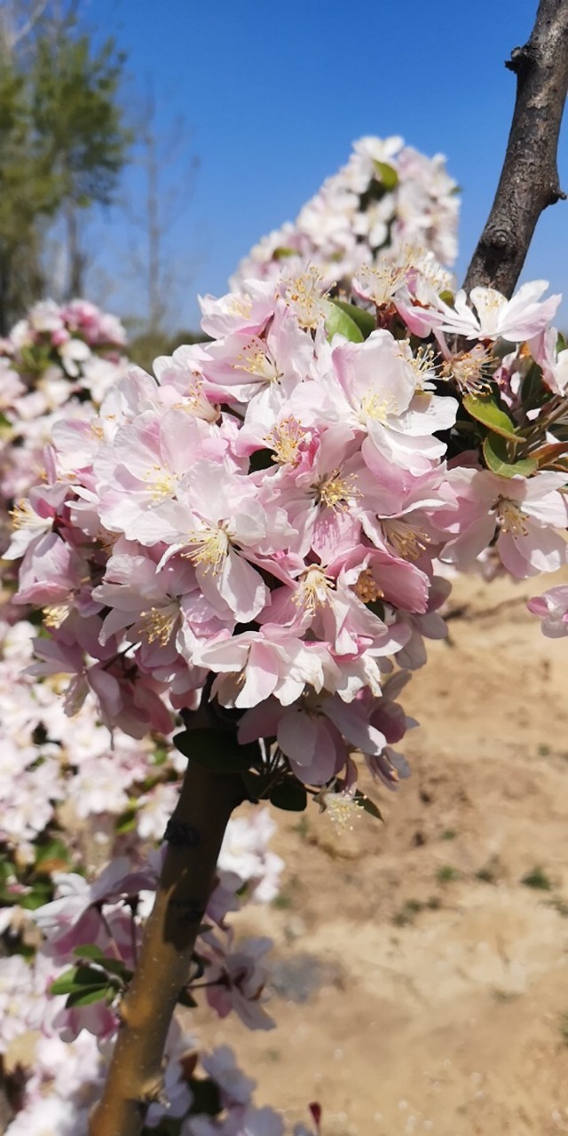 淄博花山公园梅花谷,淄博花山公园