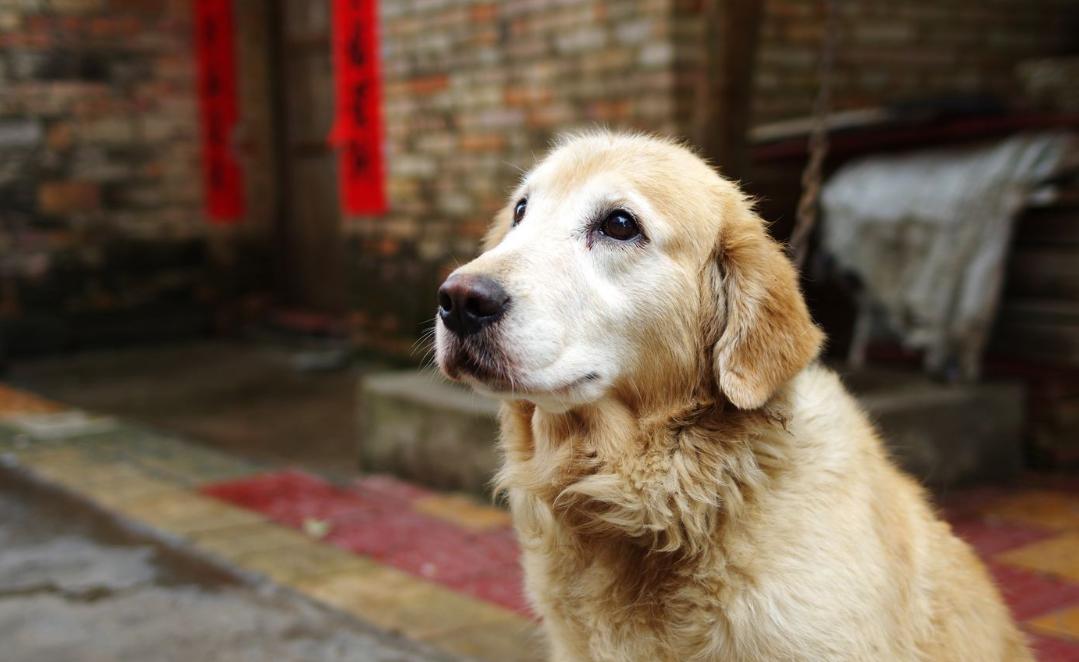 金毛生病怎么办有什么表现,金毛会得抑郁症吗