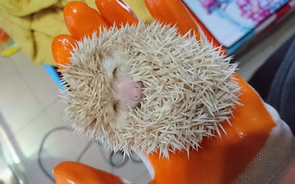 想养一只软萌可爱的非洲迷你刺猬?你需要注意这5点