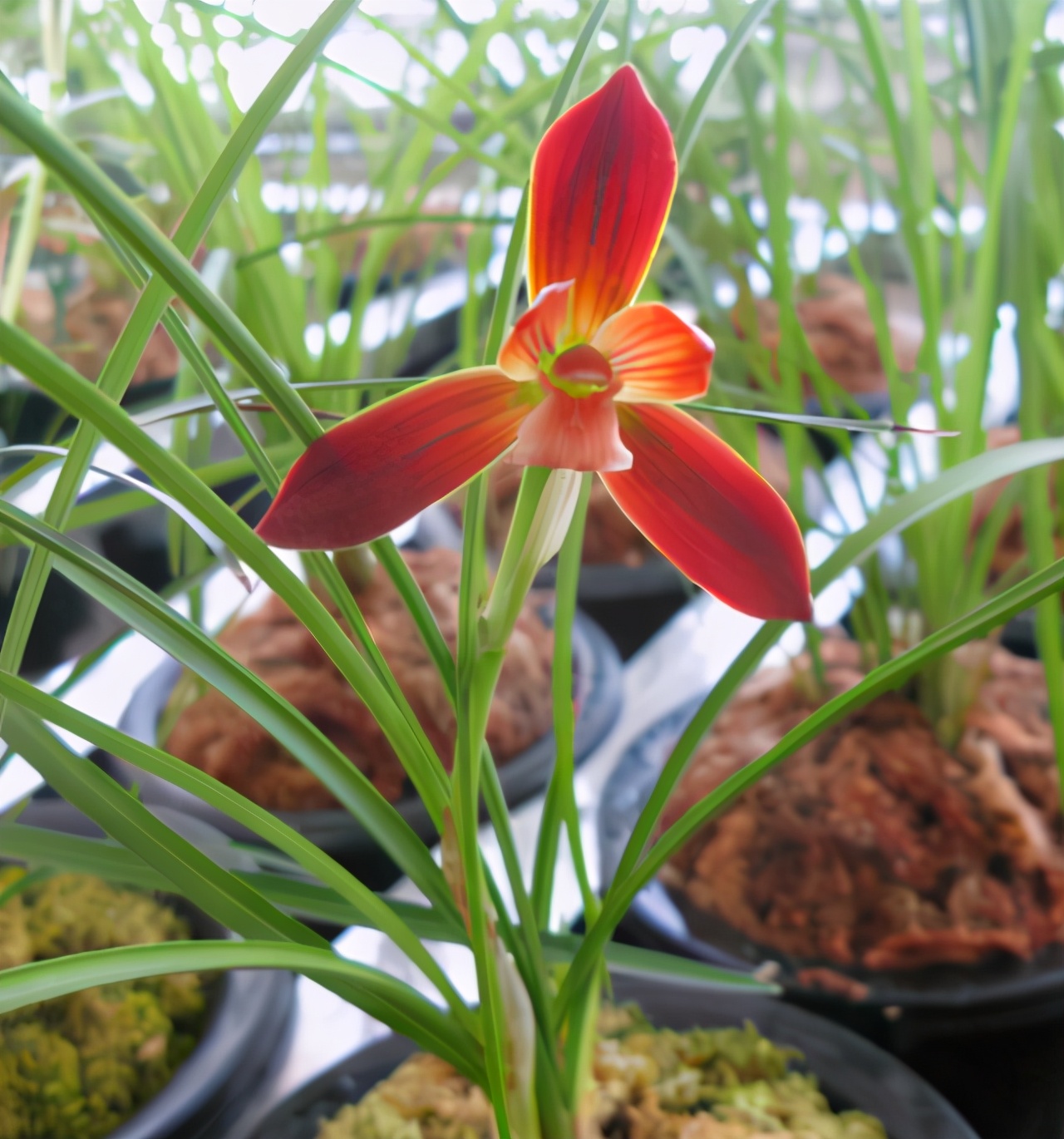 它被誉为“国兰第一红”,顶级红素,正格豆瓣,新手也能养好