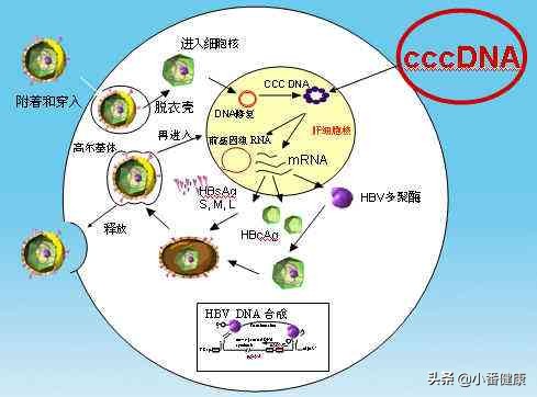乙肝两对半和乙肝dna区别,乙肝dna和乙肝两对半的区别