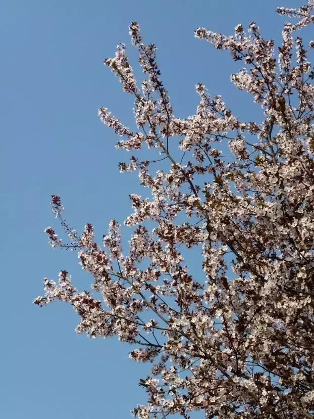 好书推荐快来领取你的宝藏书单,100种百花图谱大全