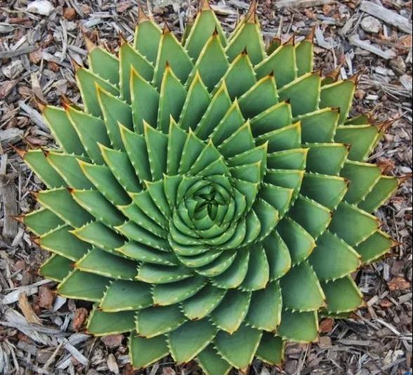 林草科普|多肉植物