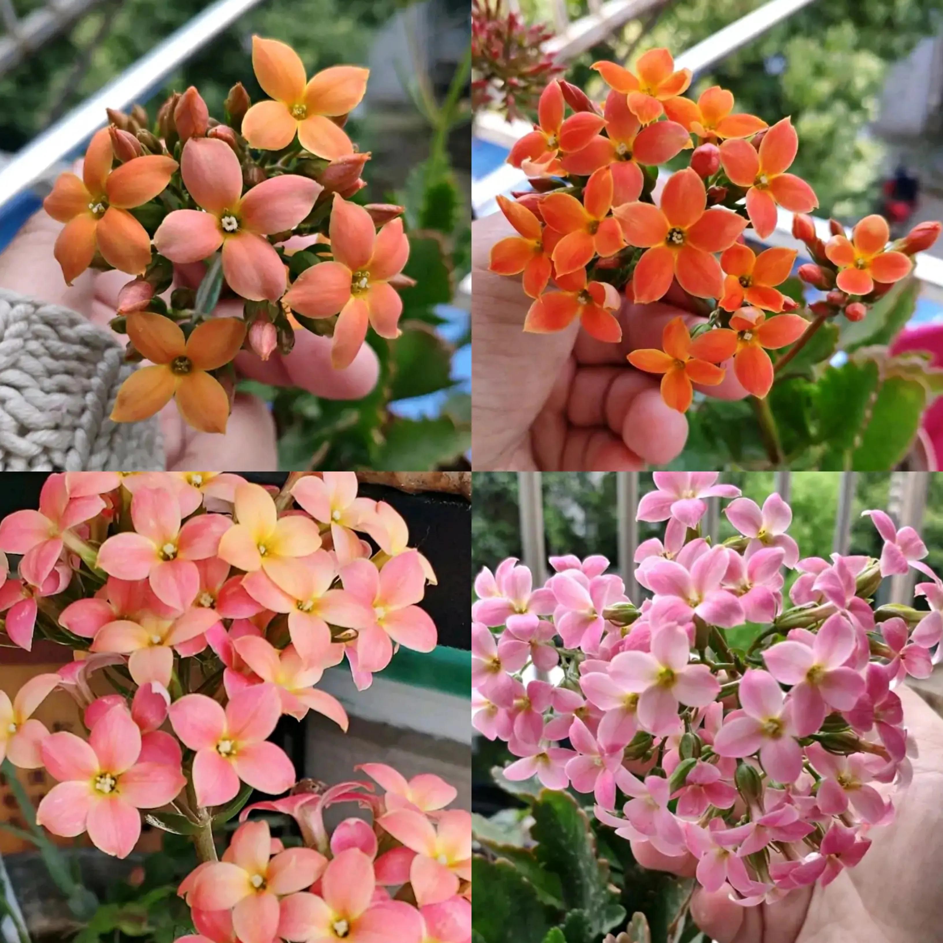 长寿花单瓣品种大全,长寿花100种颜色图片