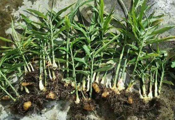 怎样让姜快速发芽做盆栽,盆栽植物姜