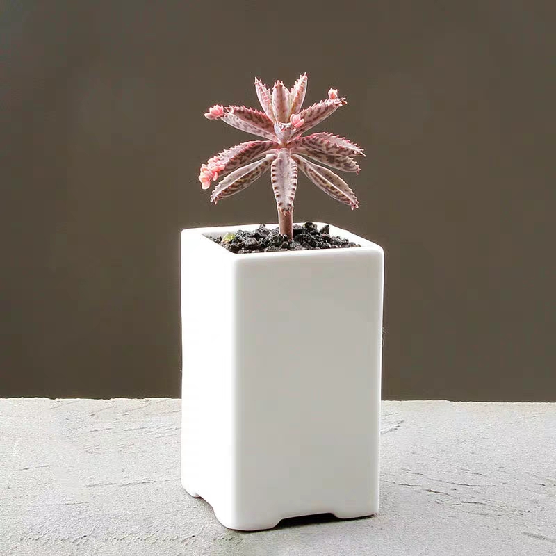 养了很多花只有绿萝最好养,绿萝养死还能养什么花