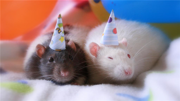 仓鼠翻肚皮是什么意思,仓鼠肚皮朝上一直发抖是怎么了