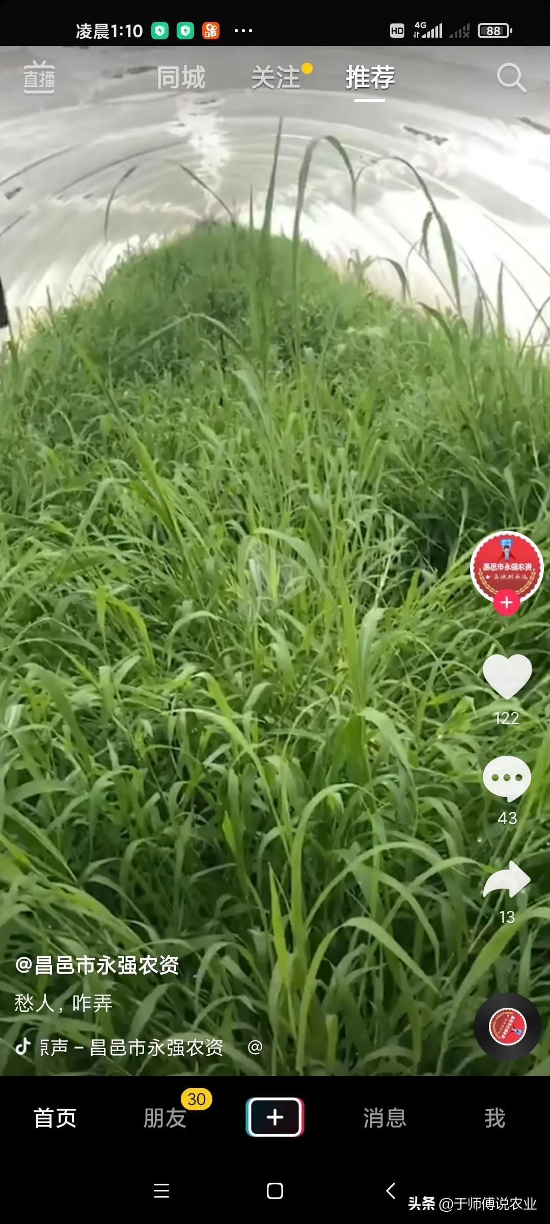 生姜黄叶病打什么农药,生姜杂草用什么药除