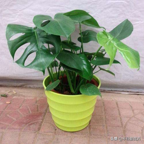 什么花除甲醛最有效,什么花净化空气除甲醛最好