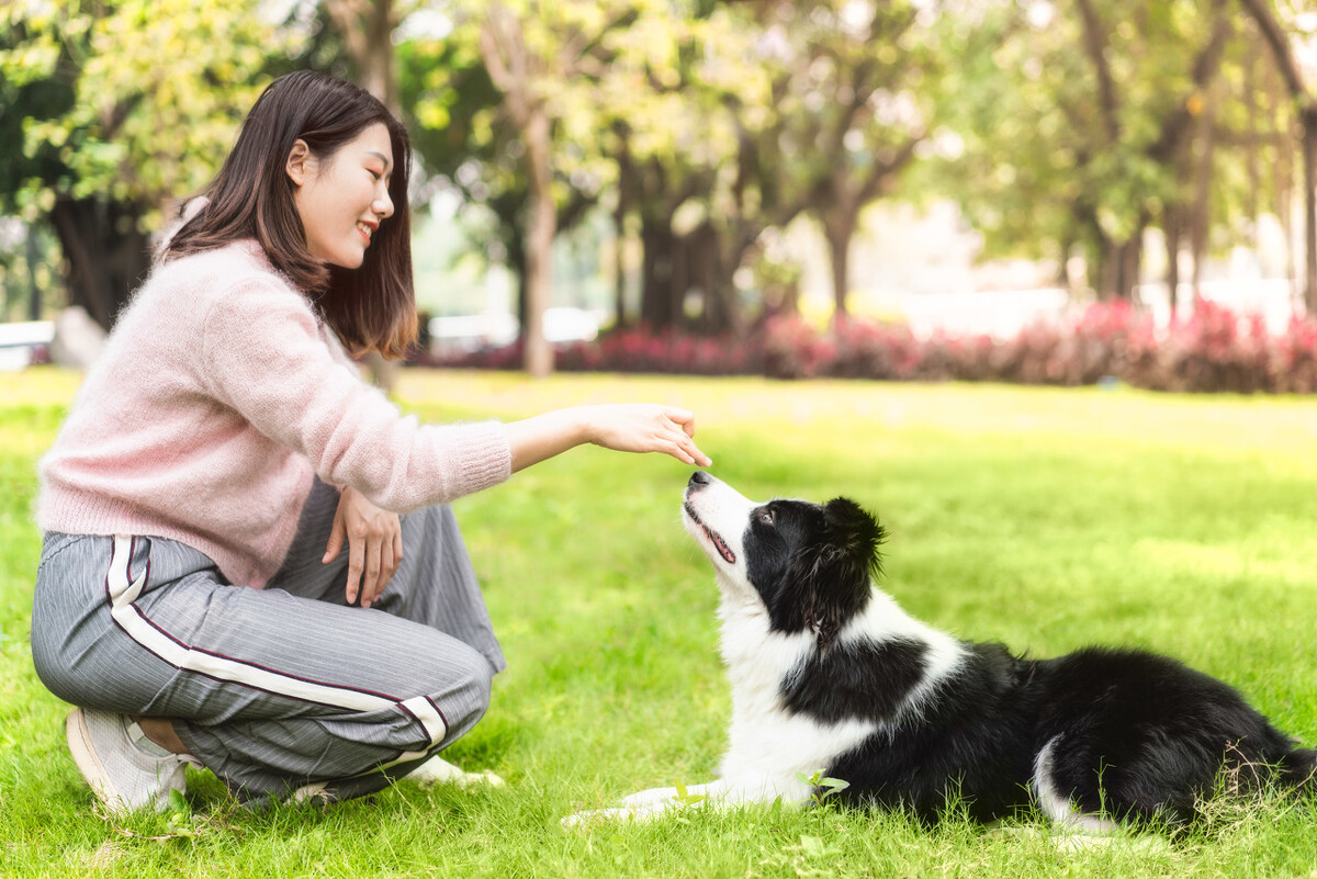 饲养边牧犬不能犯这几个错误,饲养边牧的“5大禁忌”
