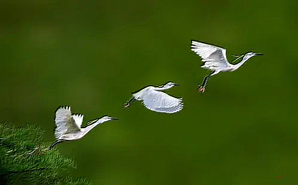 绝句门泊东吴万里船是什么意思,东吴万里船的泊是什么意思