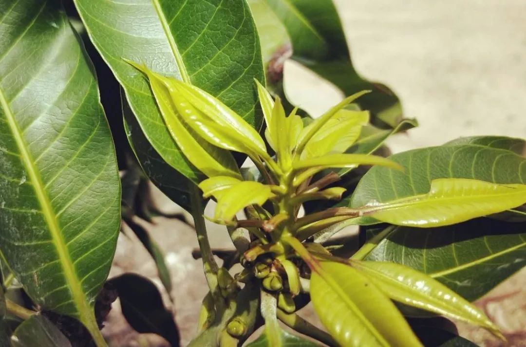 芒果满足催花的条件,芒果催花之前要做什么工作