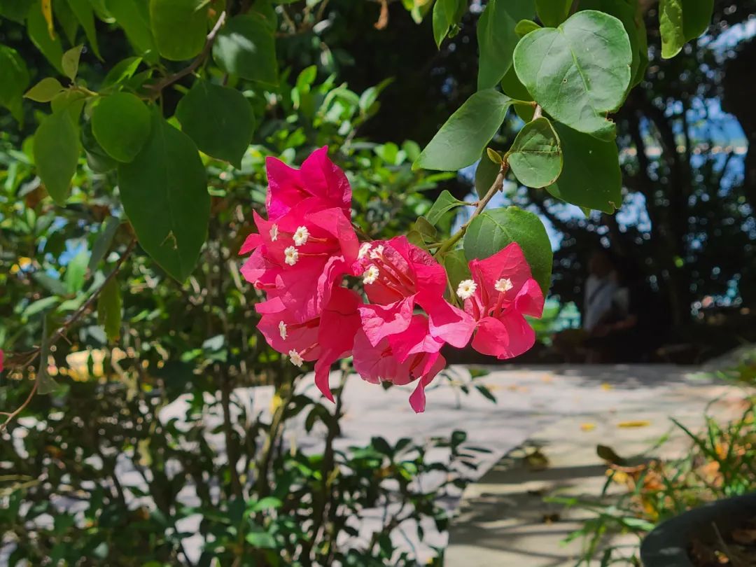 海南之行记录全集,海南之行的记录