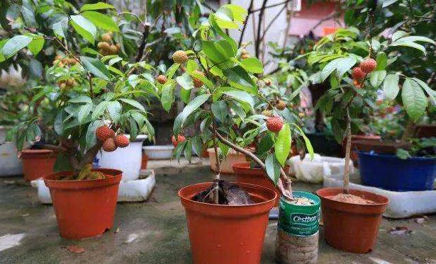 姘存灉鏋滄牳涓嶈鎵旂泦鏍界璧锋潵,涓夌姘存灉绫戒笉鑳芥斁鐩嗛噷