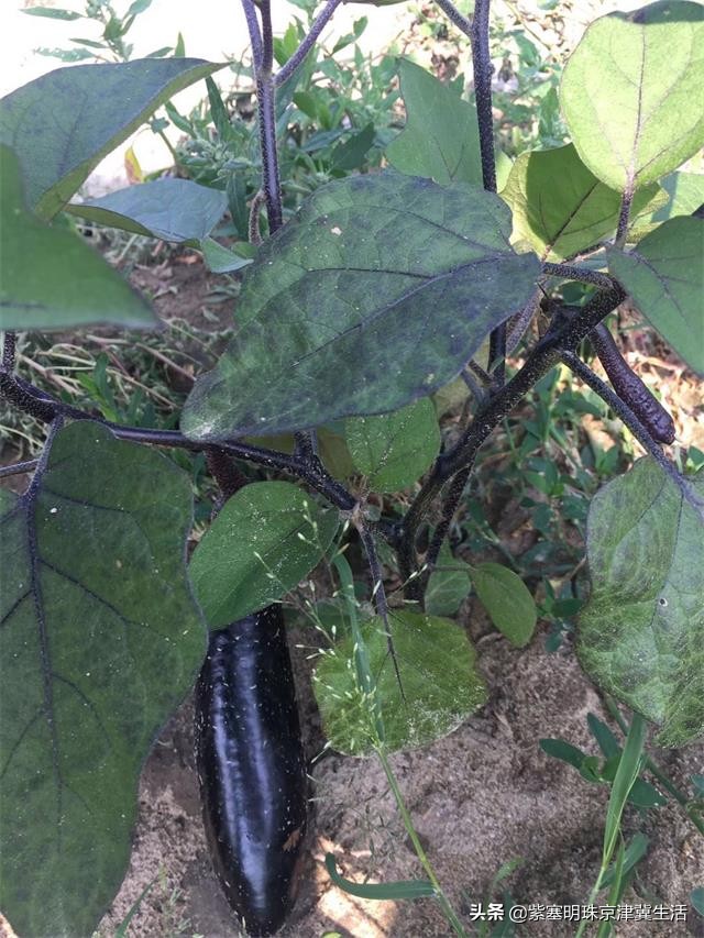 夏天最美的草原大环线,一次看尽万般风景-张北中都草原祈福人家