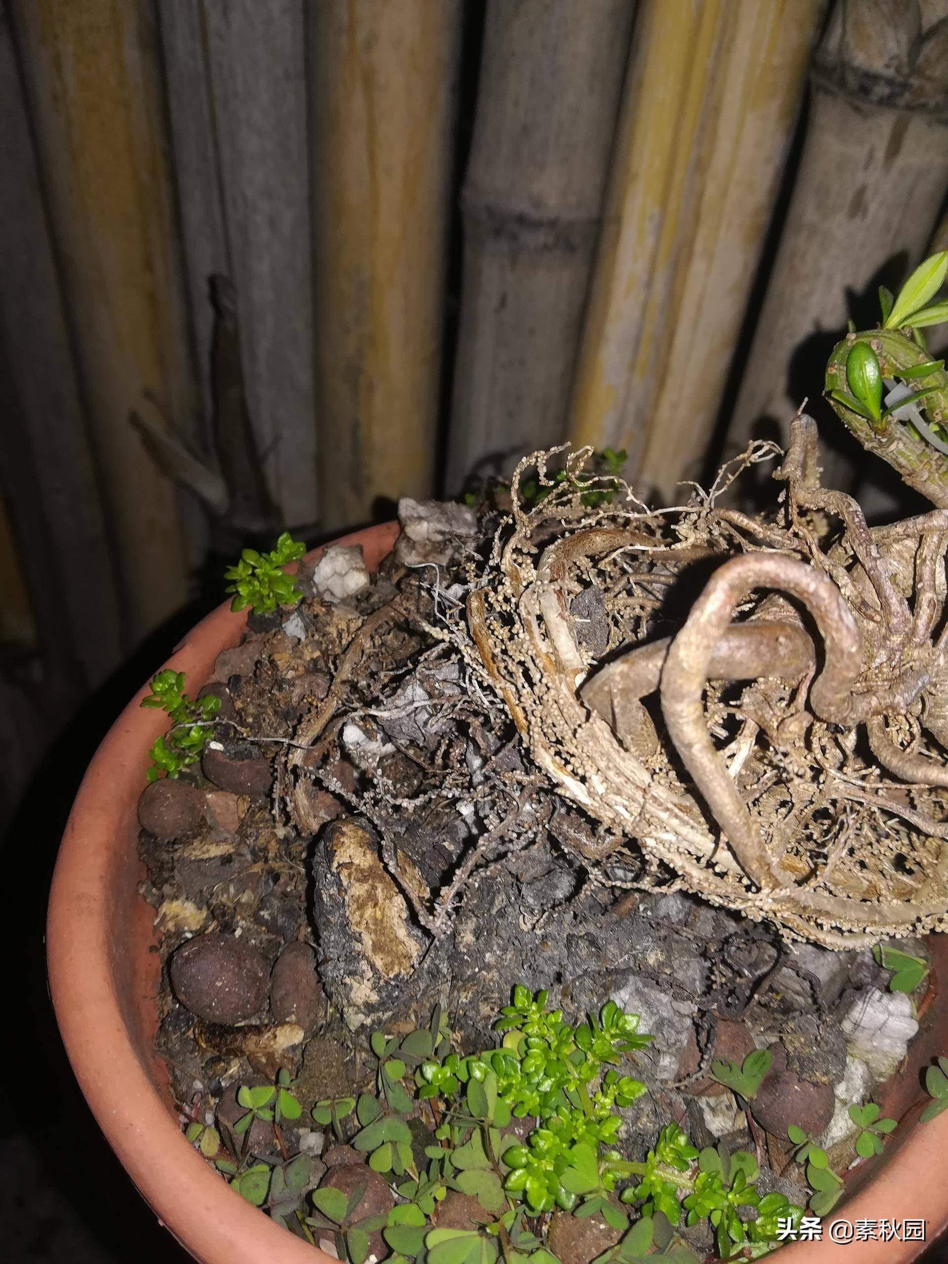 怎样从一棵小苗培养成提根盆景—台湾真柏