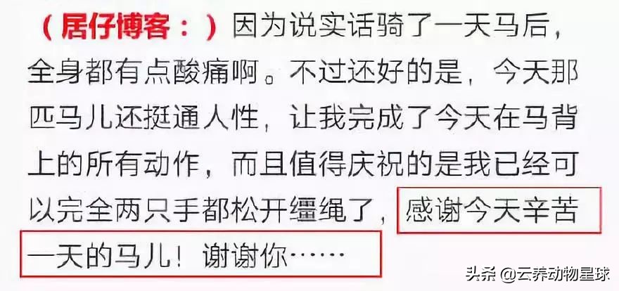 必备的马术知识,马术能不能速成