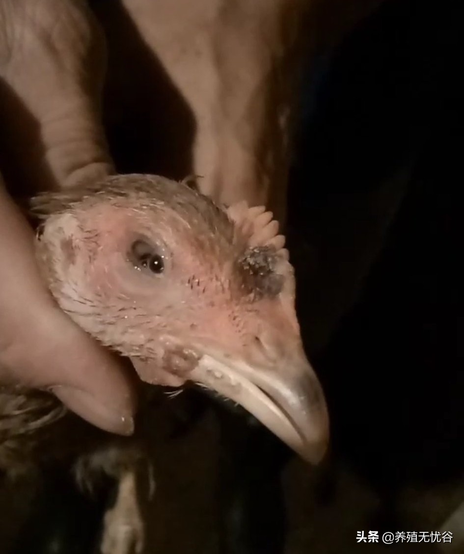 由支原体感染引起的咳嗽怎么治,呼吸道支原体怎么能彻底治好